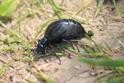 Meloe proscarabaeus (Black Oil Beetle).jpg